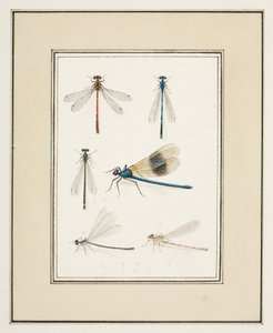 Dragonflies
