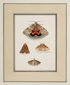 Moths
