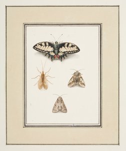 Swallowtail Butterfly, Mayfly and Two Moths