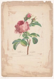 Hundred-Petaled Rose by Pierre François Legrand
