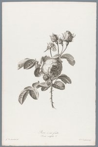 Hundred-petaled Rose (Flowers Drawn from Nature)