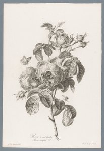 Hundred-Petaled Rose from Fleurs dessinées d