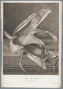 Maize from Fleurs dessinées d