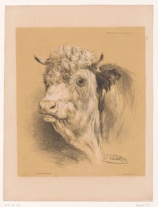 Study of an Ox (series title) Animal Studies by Cooper (series title)