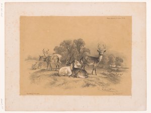 Study of a Pack of Red Deer