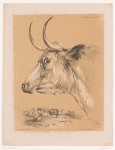 Study of a Cow from Animal Studies by Cooper (series) by Pierre Frédéric Lehnert