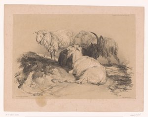 Study of sheep and goats