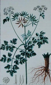 Botanical Plate Depicting Chervil, from 