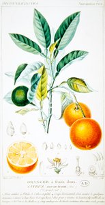 Citrus Aurantium or Seville Orange by Pierre Jean Francois (after) Turpin
