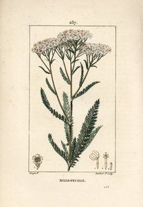 Yarrow, Achillea Millefolium