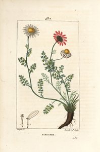 African Pyrethrum - Pellitory of Spain, Anthemis pyrethrum with flowers, leaf, stalk and roots. Handcoloured stipple copperplate engraving from Chaumeton, Poiret and Chamberet
