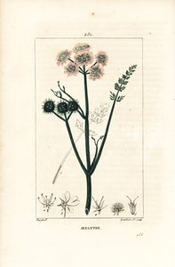 Aquatic oenanthe or water fennel - Fine-leaved water dropwort, Oenanthe aquatica by Pierre Jean Francois Turpin