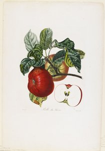 Belle de Havre (apple), from Traite des Arbres Fruitiers by Pierre Jean Francois Turpin