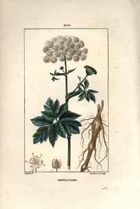 Benzoin or imperatoire - Masterwort, Imperatoria ostruthium, with flower, leaf and root