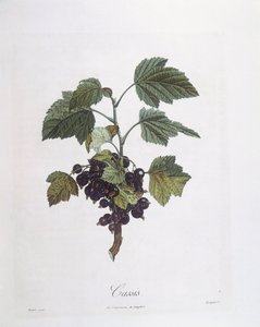 Blackcurrant (Ribes nigrum) or Cassis Noir de Bourgogne, botanical plate by Pierre Jean Francois Turpin by Pierre Jean Francois Turpin
