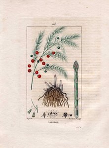 Asparagus, Asparagus officinalis from 