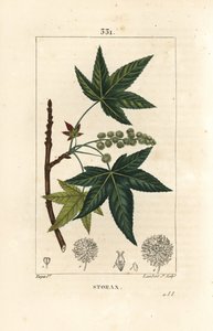 Copalm of America or Liquidambar