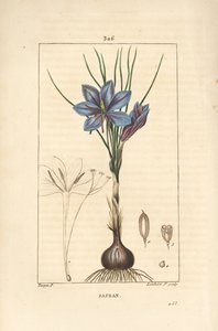 Crocus - Saffron crocus, Crocus sativus, showing flower, leaf, stem, bulb and stigma by Pierre Jean Francois Turpin