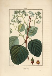 Assyrian plum or lasura, Cordia myxa, with flower, leaf, stalk and fruit