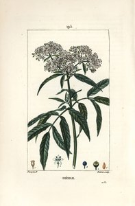 Dwarf Elder, Sambucus humilis