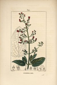 Ear scrofulary - Water figwort, Scrophularia aquatica, with flower, leaf, stem, seed and leaf outline by Pierre Jean Francois Turpin
