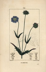 Field Knautie or Field Scabious - Field Scabious, Knautia Arvensis, with Flower, Leaf, Stalk, Seed and Leaf Outline. Handcoloured Stipple Copperplate Engraving by Lambert Junior from a Drawing by Pierre Jean-Francois Turpin from Chaumeton, Poiret and Chamb