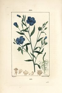Flax, Linum Sativum