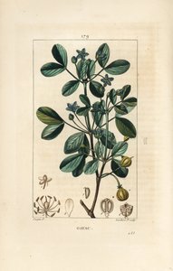 Guaiac or Holy Wood by Pierre Jean Francois Turpin
