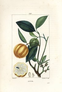 Garcinia gummi gutta or Malabar Tamarinier, Gambooge, Brindall Bay - Gum guttae tree, Cambogia gutta, with fruit, leaf, flower and fruit in section