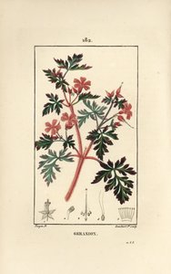Geranium Grass a Robert by Pierre Jean Francois Turpin