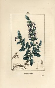 Germander