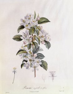 Hawthorn Flower, botanical plate by Pierre Jean Francois Turpin by Pierre Jean Francois Turpin