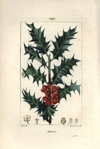 Holly, Ilex aqualifolium, with prickly leaves and red berries