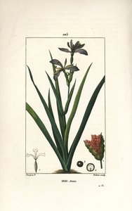 Stinking Iris, Iris foetida, with Flower, Leaf and Seed Pod