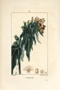 Poison Henbane, Hyoscyamus vulgaris, Flower, Leaf and Seed