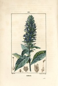 Large Lobelia or Syphilitic Lobelia