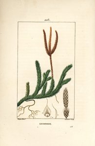 Lycopod officinal or grass with clubs - Common club moss, Lycopodium clavatum by Pierre Jean Francois Turpin