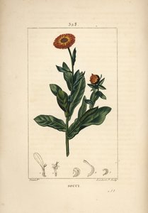 Marigold, Calendula Officinalis