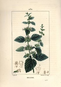 Melisse des jardins or melisse cultivated - Common balm, Melissa hydrtensis