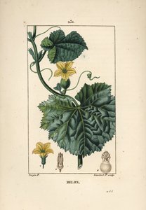 Melon Flowers - Melon flower, Cucumis melo (from La Flore Medicale)