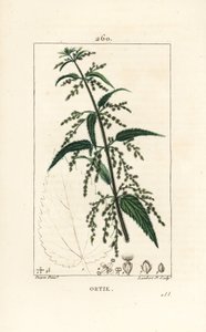 Common Stinging Nettle, Urtica Dioica