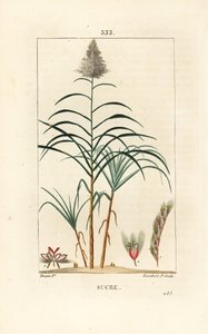 Noble Cane - Sugar Cane by Pierre Jean Francois Turpin