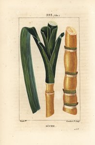 Noble Cane - Sugar Cane