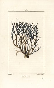 Orcein or archil, Roccella tinctoria, lichen used for dye from the Cape Verde islands (Illustration from La Flore Medicale)