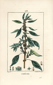 Wall Pellitory, Parietaria officinalis (from La Flore Medicale)