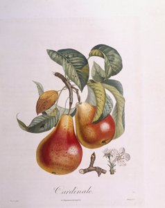 Pear "Cardinal", botanical plate by Pierre Jean Francois Turpin