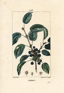 Purging Buckthorn, Rhamnus Cathartica by Pierre Jean Francois Turpin
