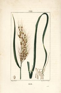 Rice, Oryza Sativa by Pierre Jean Francois Turpin