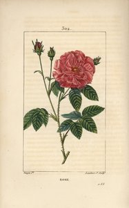 Rose de France or Rose de Provins - Rose, Rosa gallica, with bud, flower, leaf and thorny stem by Pierre Jean Francois Turpin