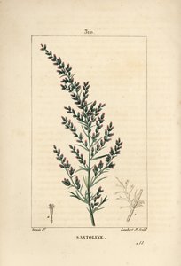 Sagebrush Variete - Wormseed or Tatarian Southernwood by Pierre Jean Francois Turpin